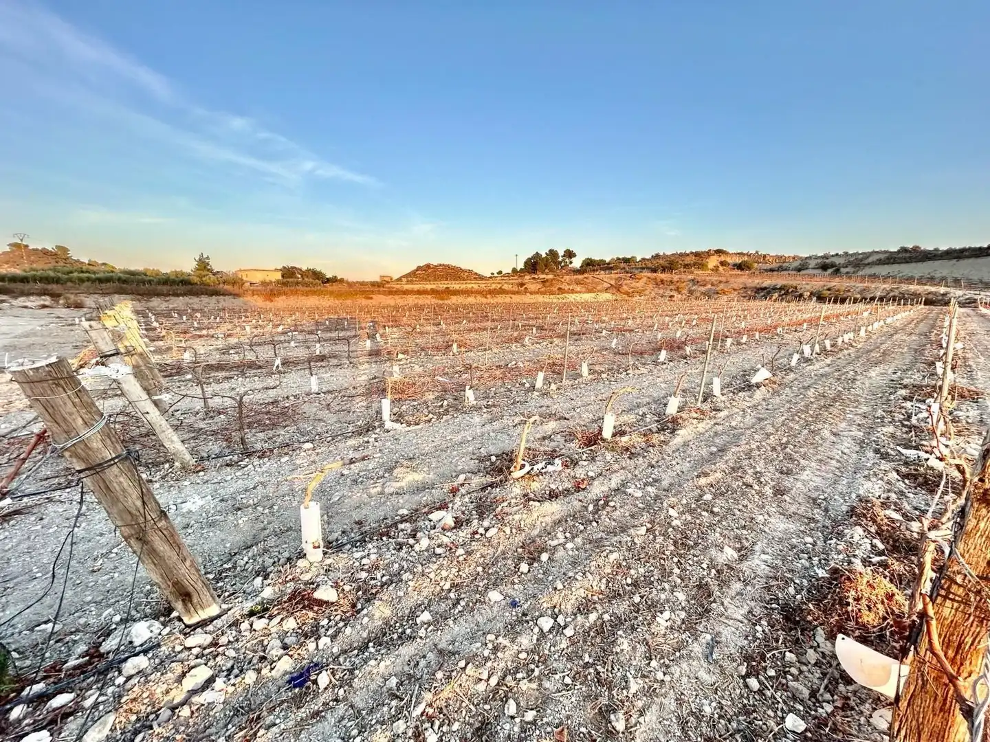 Finca rústica en venda en Novelda