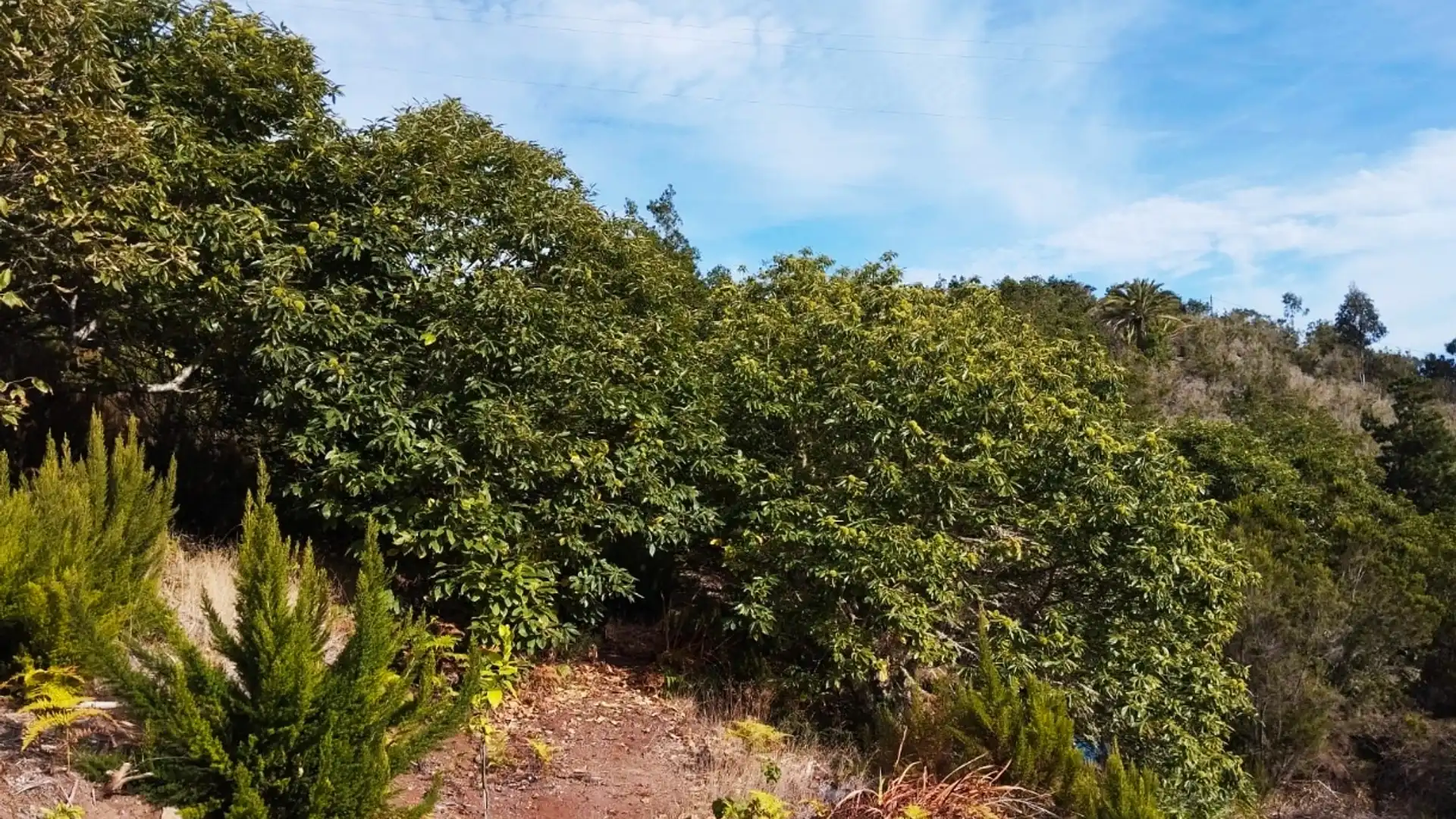 Finca rústica en venda en Agulo