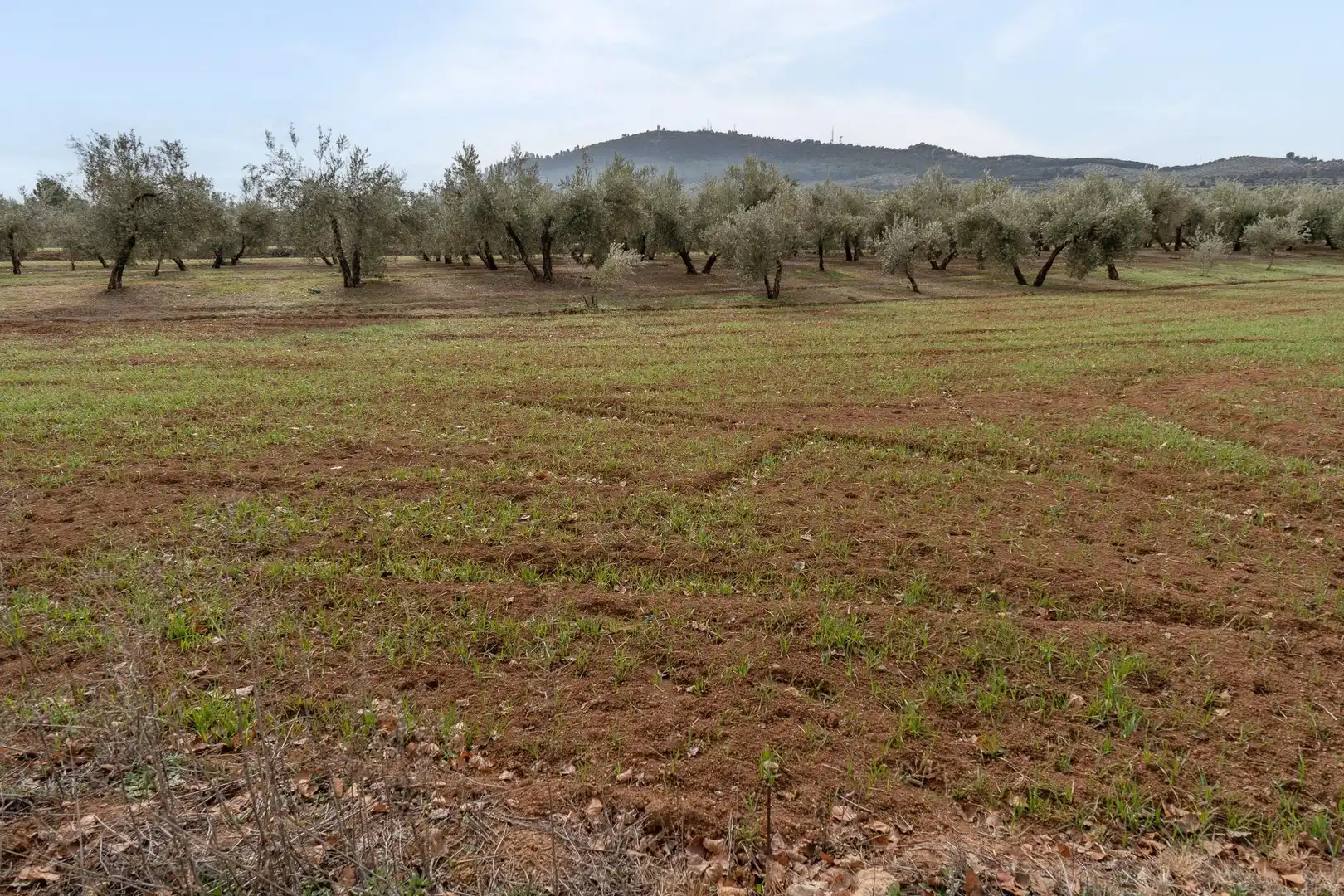 Terrenys i solars en venda a Polígono 23 Parcela 63 LA ZANJA. ALBOLOTE (GRANAD 23, imagen 50