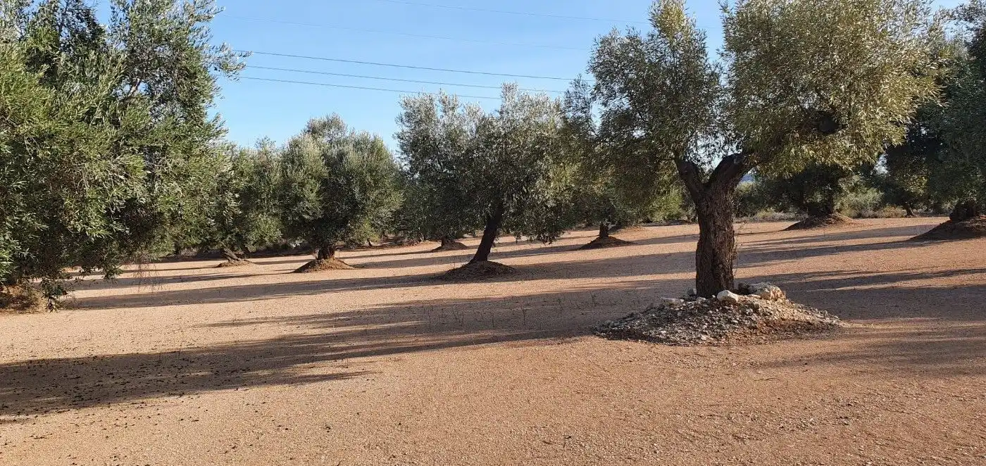 Terreno rustico in vendita a Carrer 2 Vila. Llarga, imagen 6