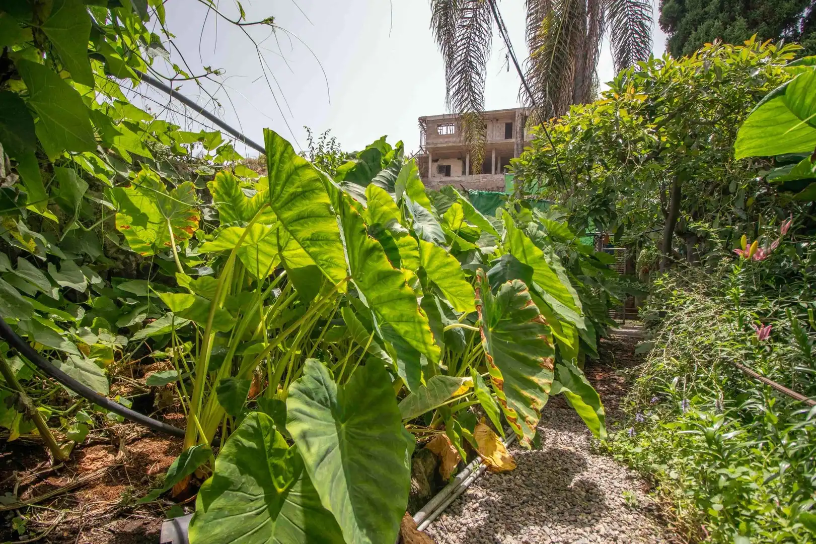Jardí de Casa o xalet en venda en Icod de los Vinos amb Jardí privat, Terrassa i Traster