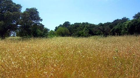 Photo 4 of Land for sale in Zona Periurbana, Illes Balears