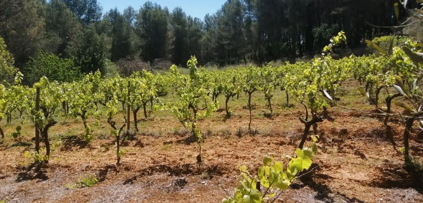Terreny rústic en venda a Olesa de Bonesvalls, imagen 3