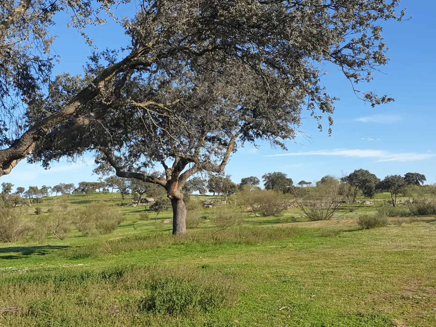 Terreni e lotti in vendita a La Haba, imagen 3