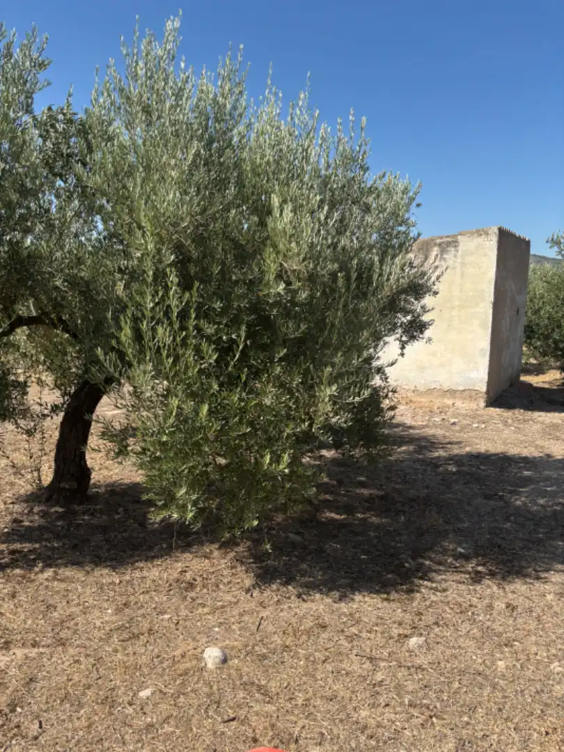 Terreno rustico in vendita a Baena