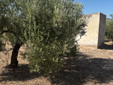 Terreno rustico in vendita a Baena