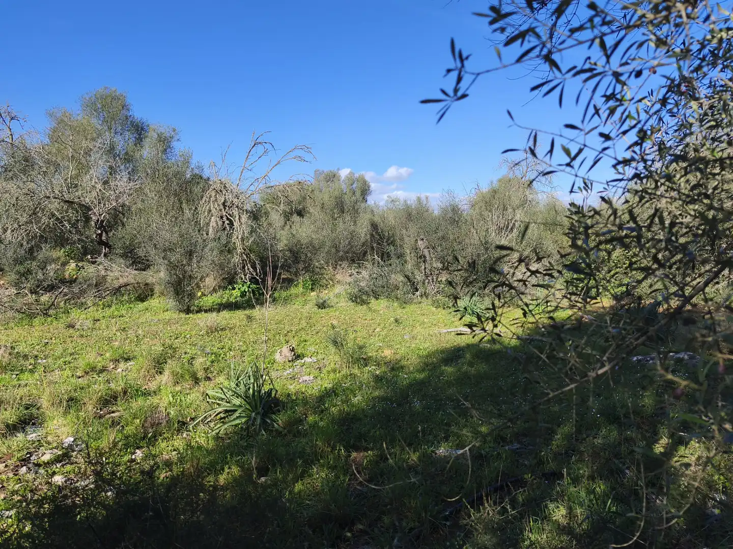 Terreno residencial en venta en Carrer Ruberts 24, imagen 18