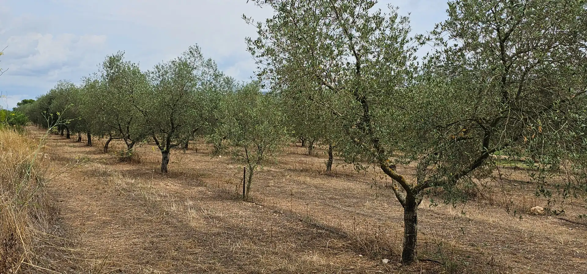 Land for sale in Móra d'Ebre