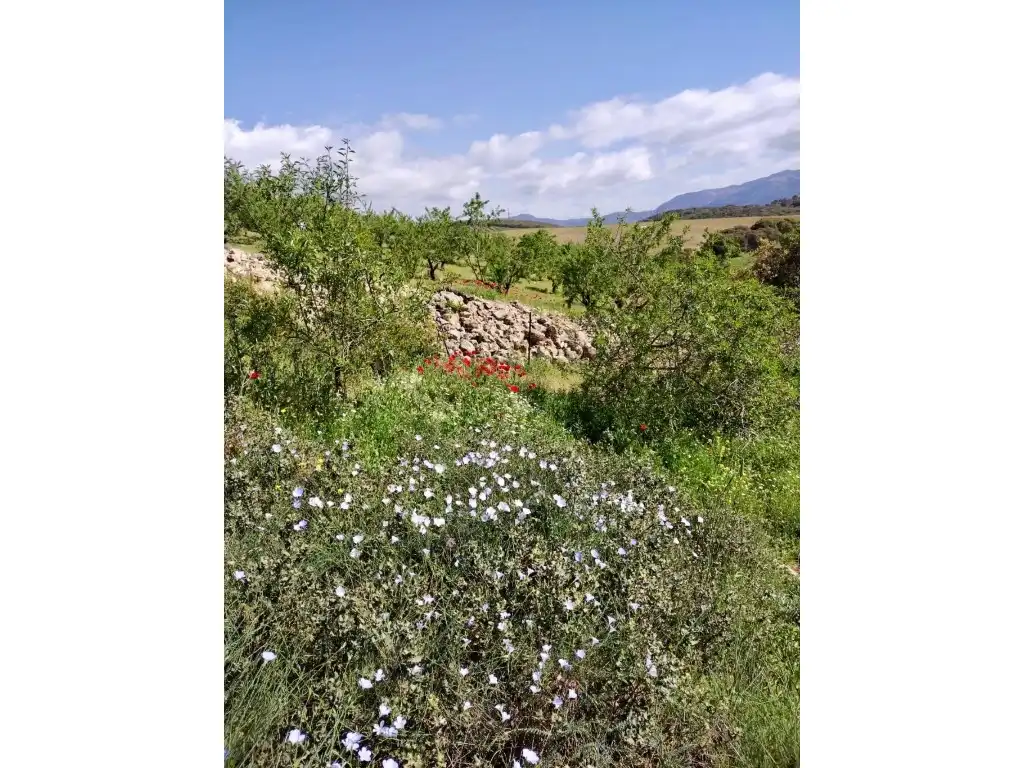 Casa o chalet en venta en Alhama de Granada
