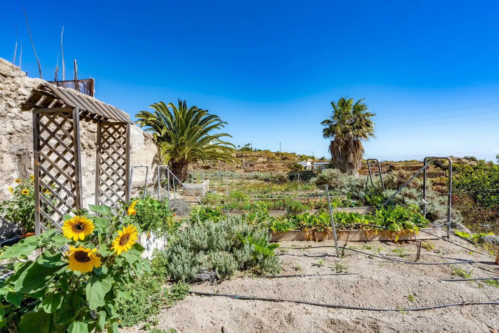 Jardí de Finca rústica en venda en Güímar amb Jardí privat, Terrassa i Moblat