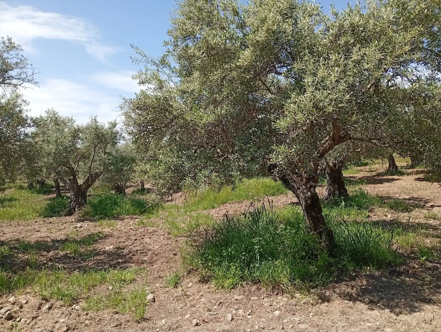Terreni e lotti in vendita a Villanueva de la Vera, imagen 63