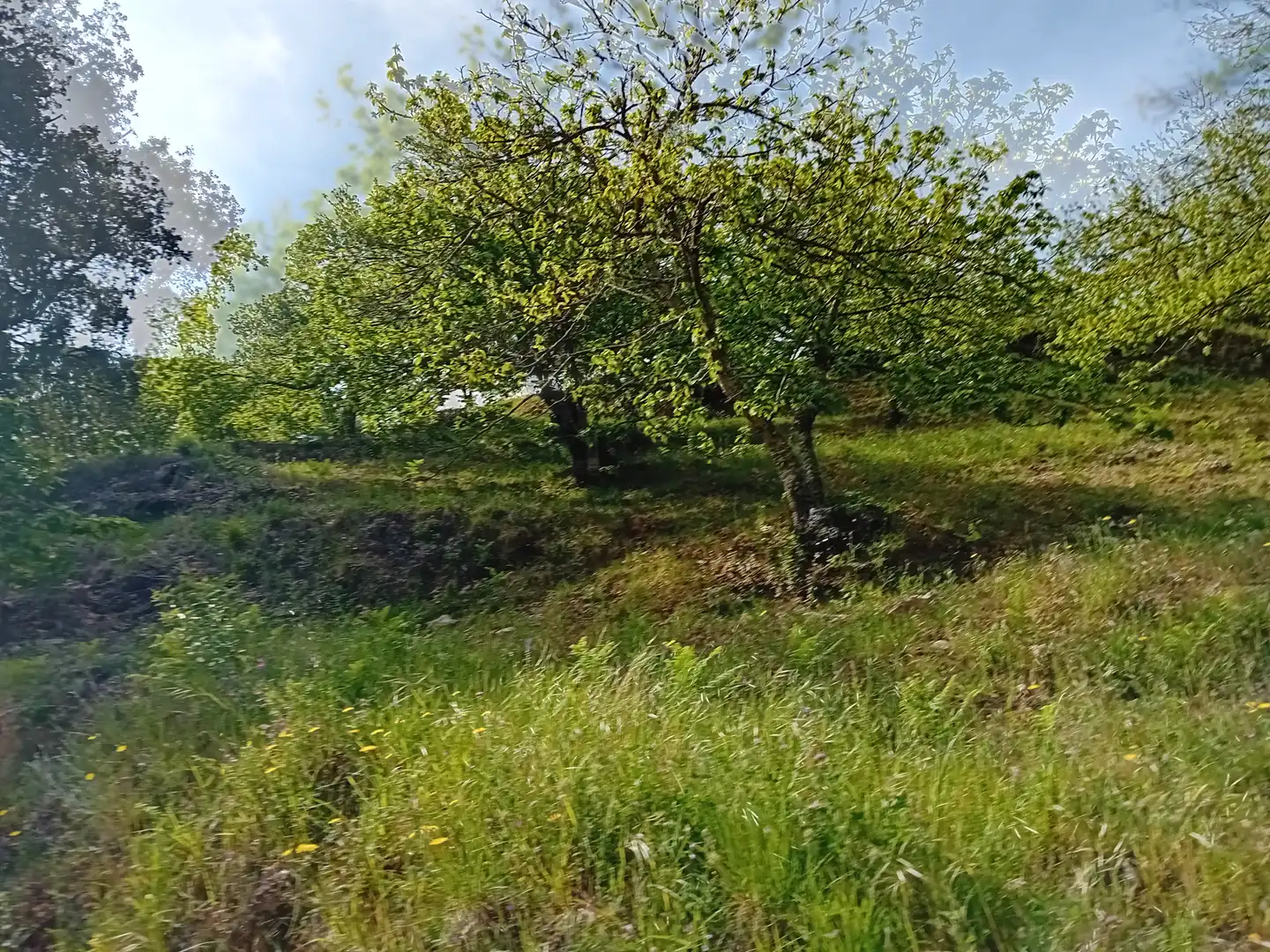 Terreno rústico en venta en Yunquera, imagen 6