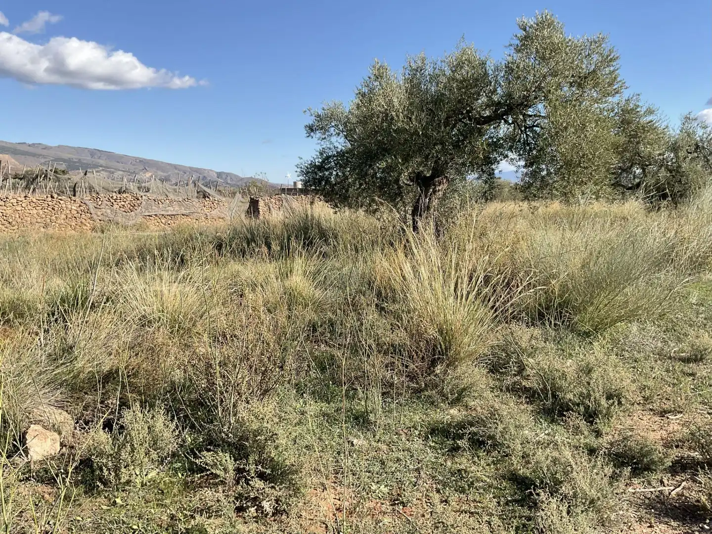 Land for sale in Padules