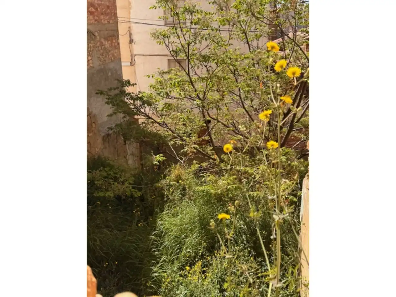 Jardí de Residencial en venda en Alcarràs