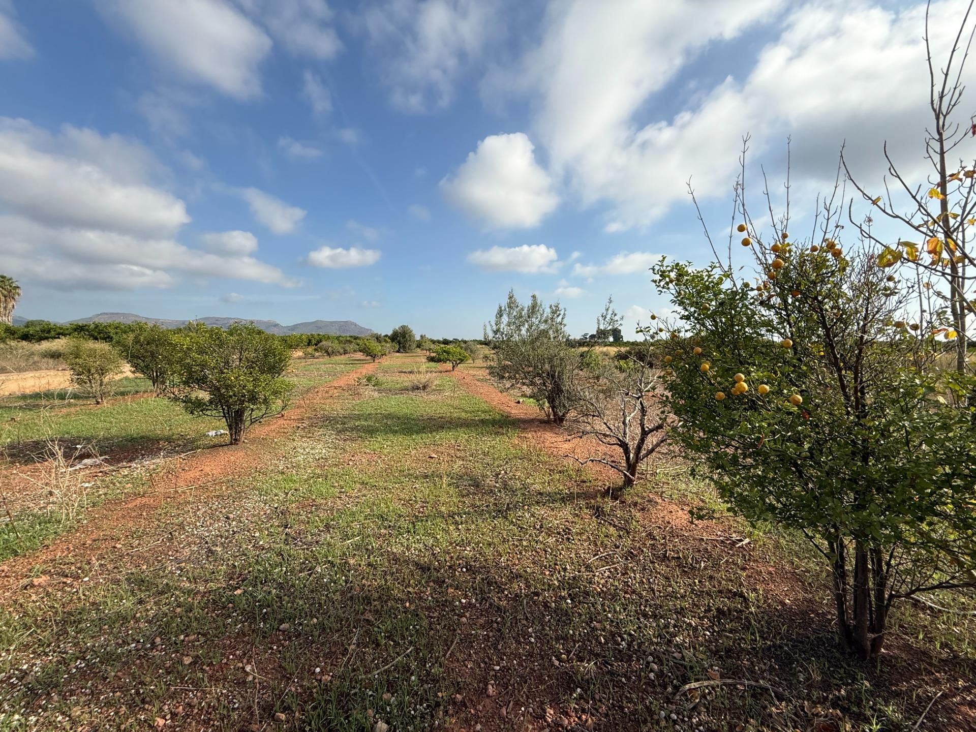 Land for sale in El Puig de Santa Maria