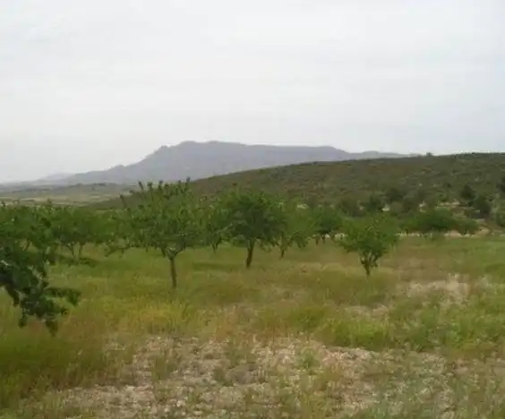 Rustikales Grundstück zum Verkauf in Jumilla, imagen 8