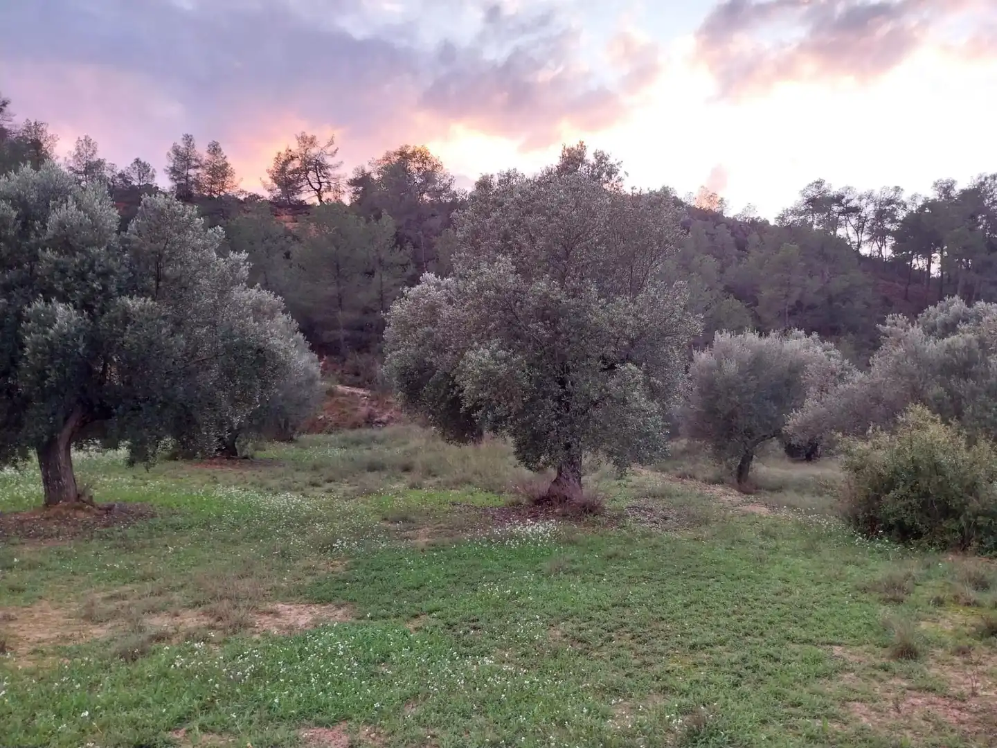 Terrain rustique à vendre à Vinebre, imagen 14