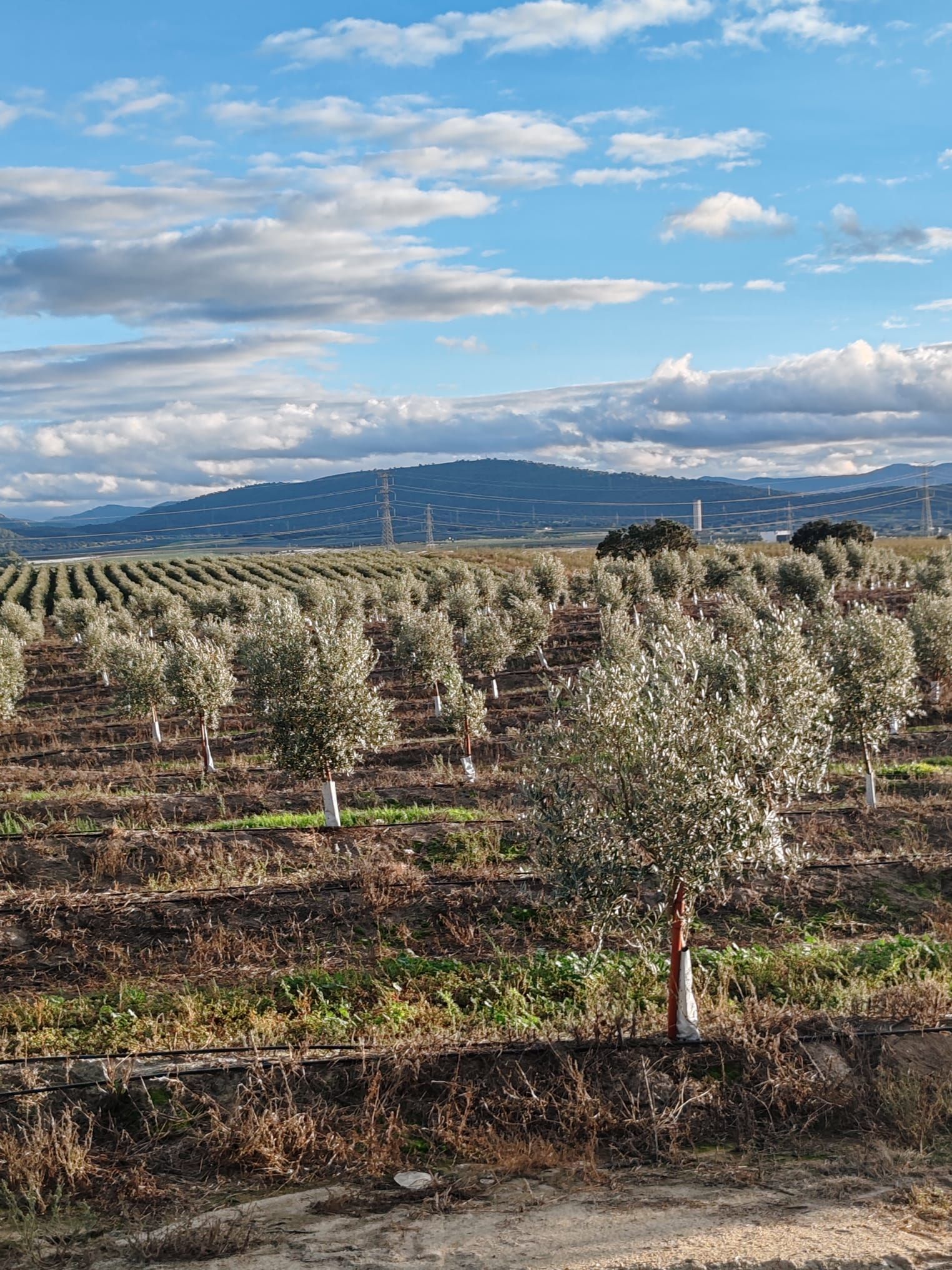 Exterior view of Land for sale in Navalmoral de la Mata