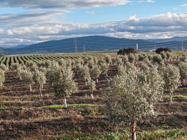 Terreno rústico en venta en Navalmoral de la Mata