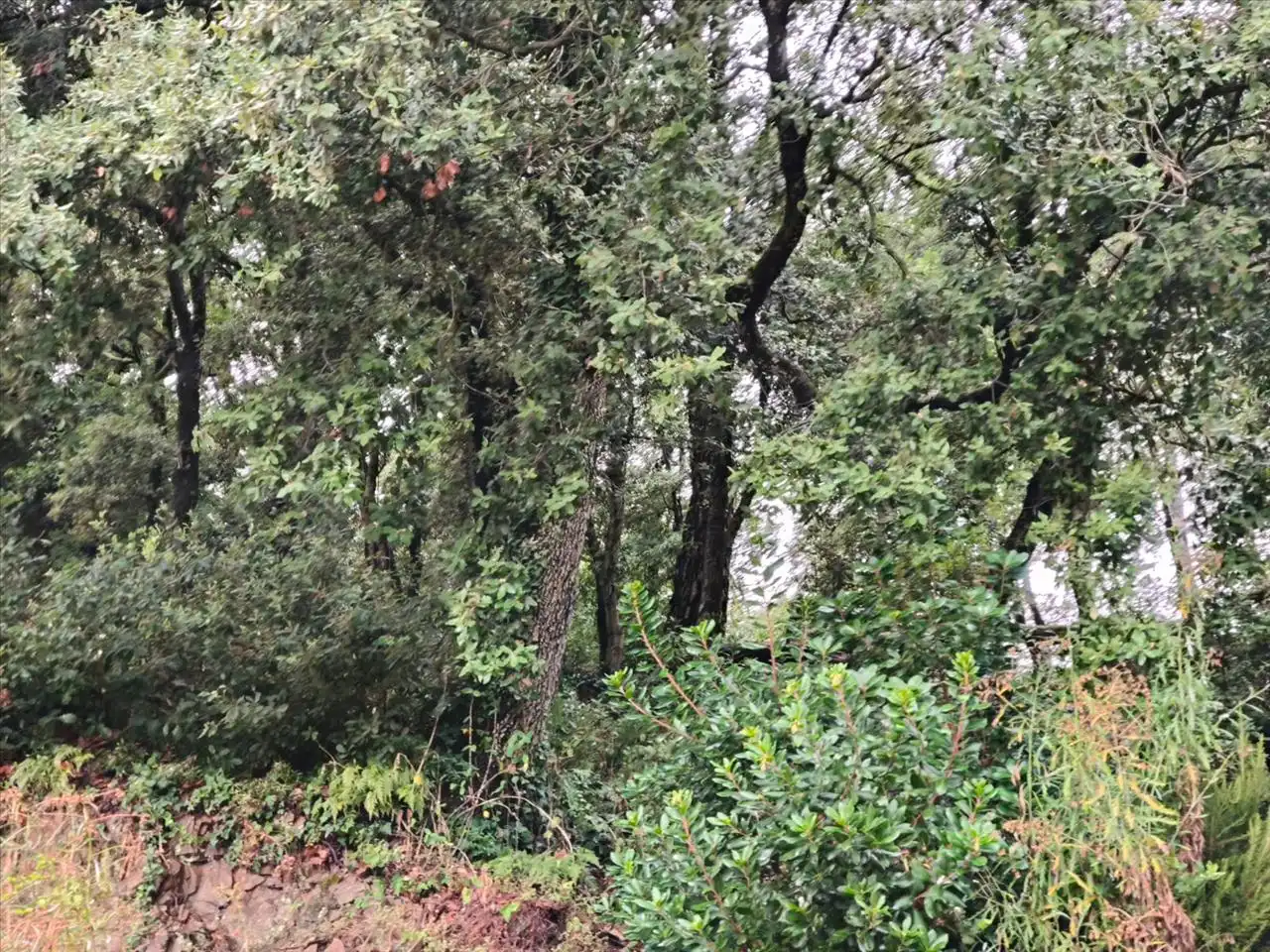 Wohnbaugrundstück zum Verkauf in Carrer Serra de Sant Feliu, 44, 08211 Castellar del Vallès, Barcelona, Spain 44, imagen 7
