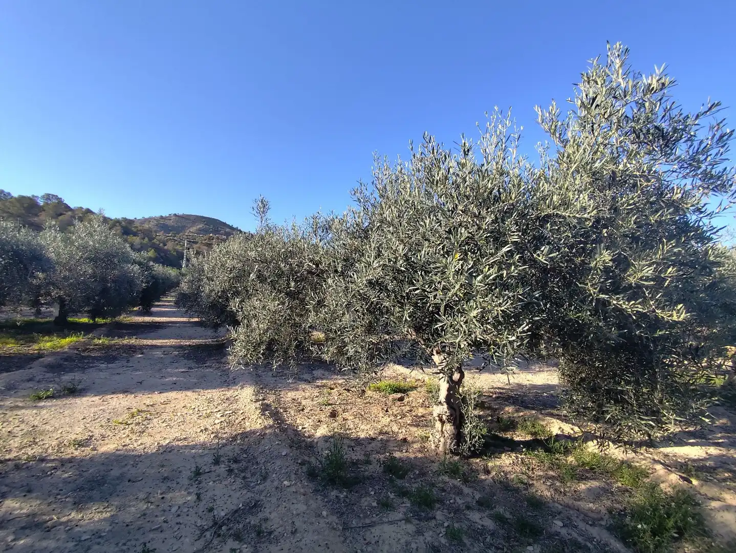 House with pool for sale in roncallosa mora 10, imagen 33