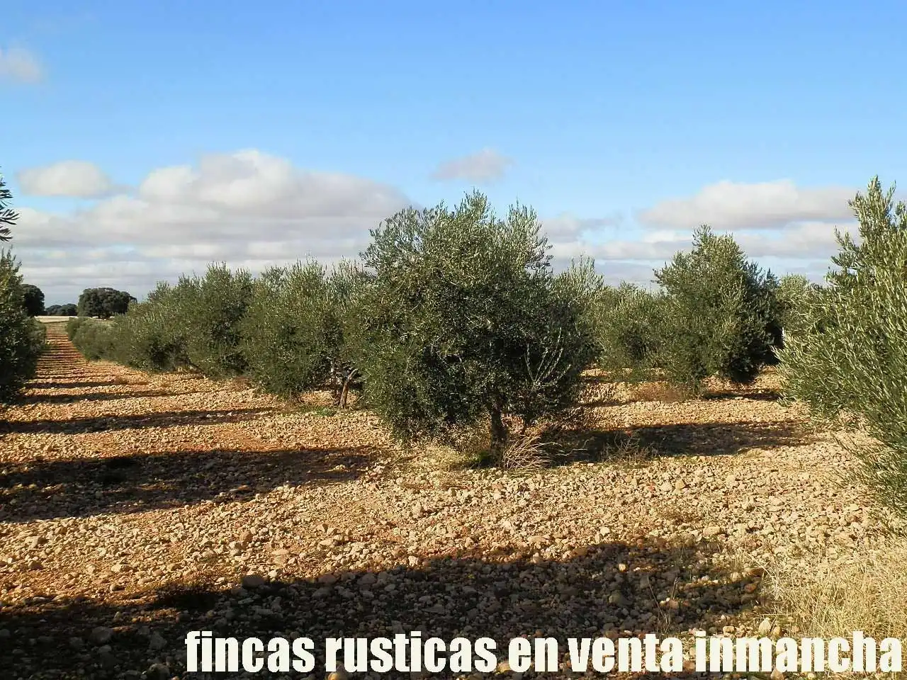 Terreno rústico en venta en Tomelloso, imagen 23