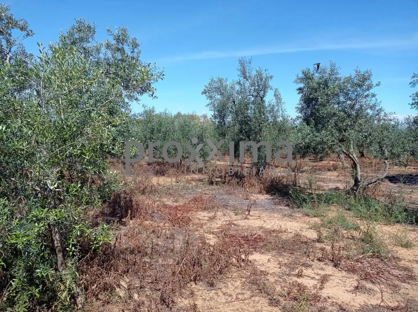 Rural land for sale in La Paz, imagen 3