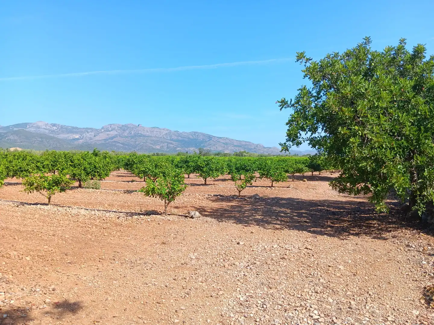 Lands and plots for sale in Roquetes, imagen 33