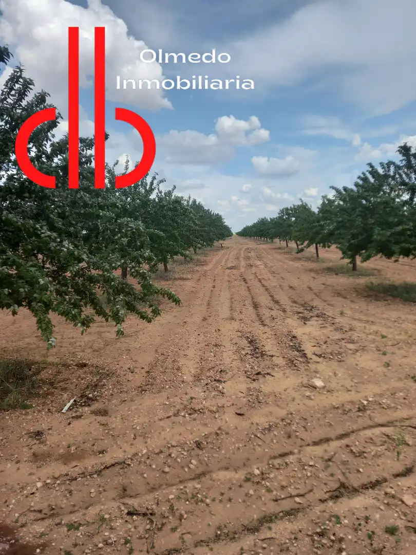 Terreno rústico en venta en Tomelloso, imagen 13