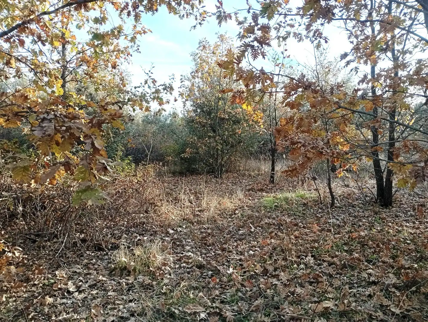 Terreni e lotti in vendita a Viandar de la Vera, imagen 2