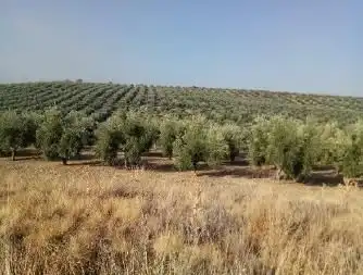 Terreni e lotti in vendita a Baeza