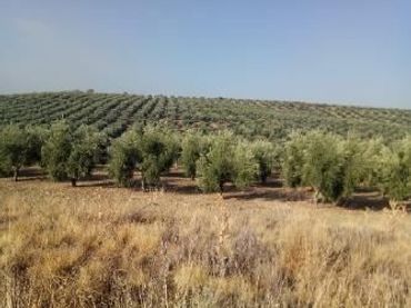 Rural land for sale in Baeza