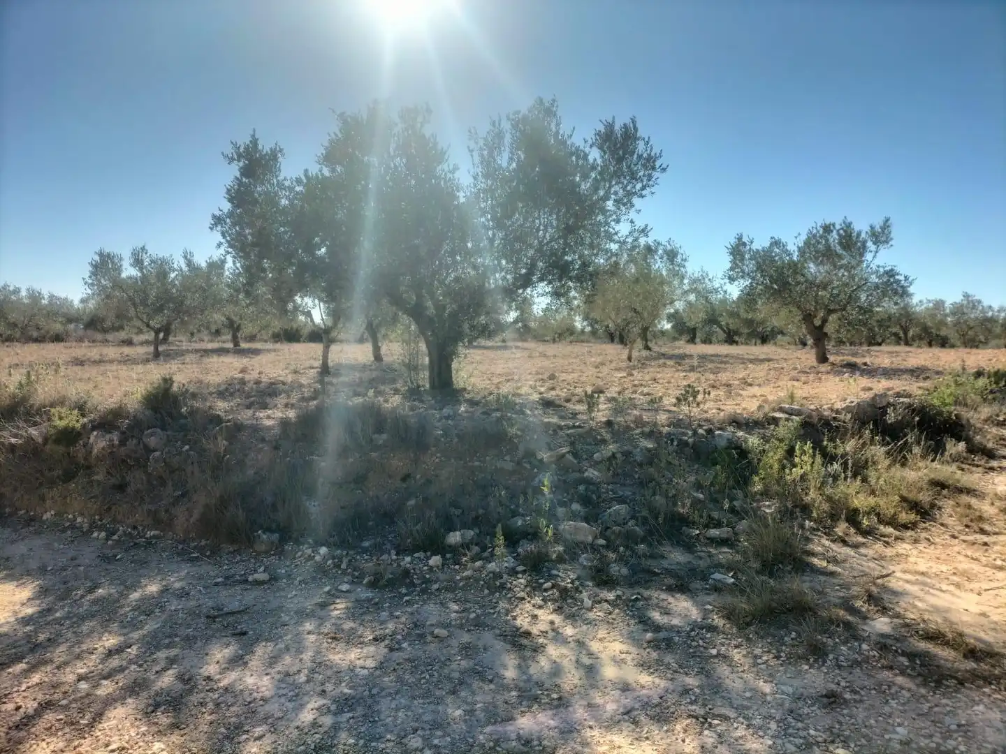 Terreno rustico in vendita a Polígono 7 Parcela 82 LOMA FERRER. NAVARRES (VALE 7, imagen 7
