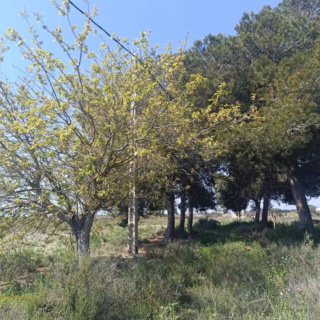 Terrain rustique à vendre à La Marina, imagen 28