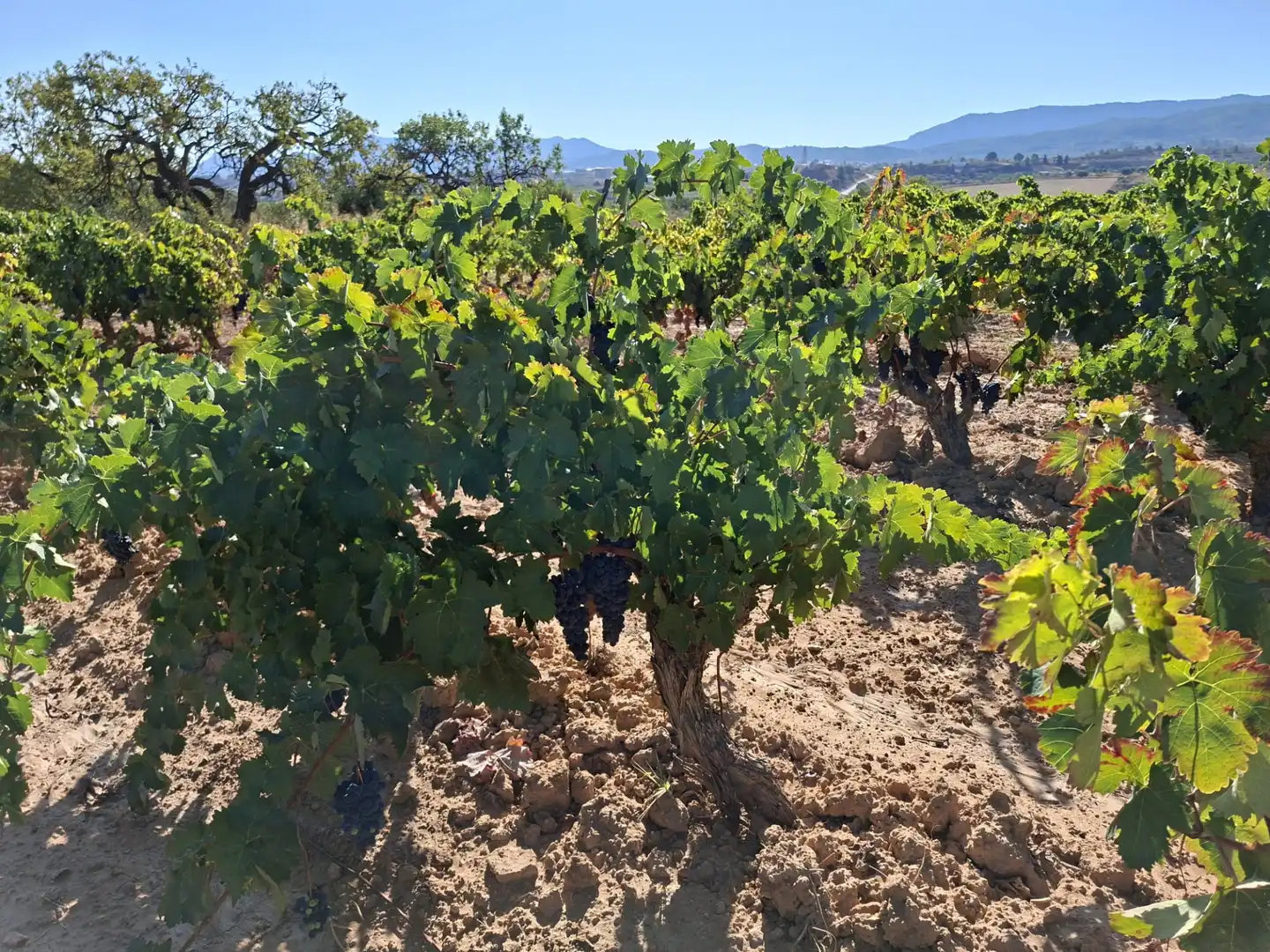 Terreno rustico in vendita a Avinguda d'Aragó 37, imagen 4