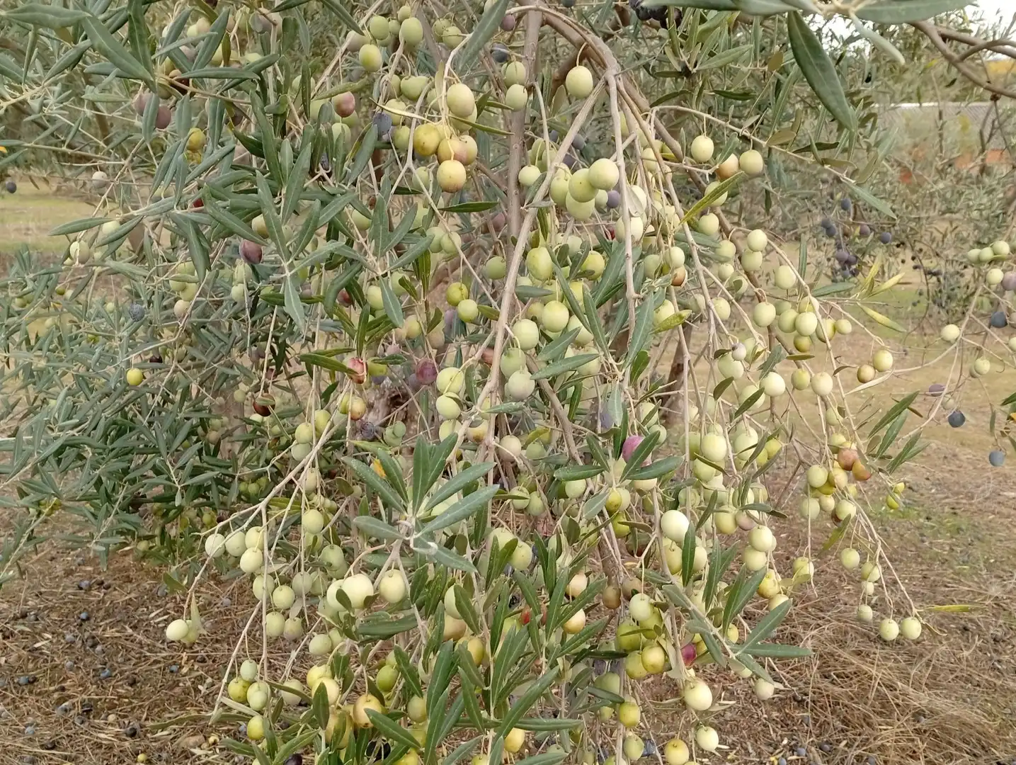 Terreni e lotti in vendita a Villanueva de la Vera, imagen 4