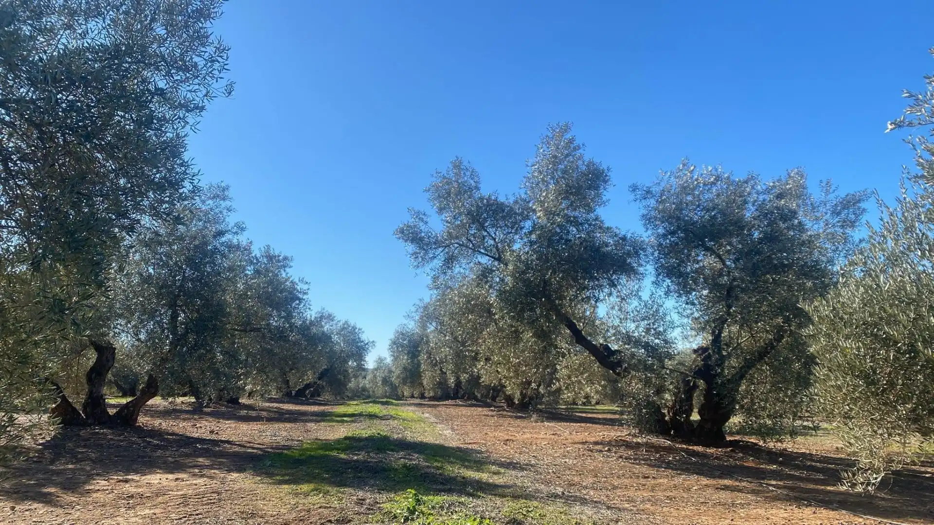 Terreni e lotti in vendita a Jabalquinto, imagen 15