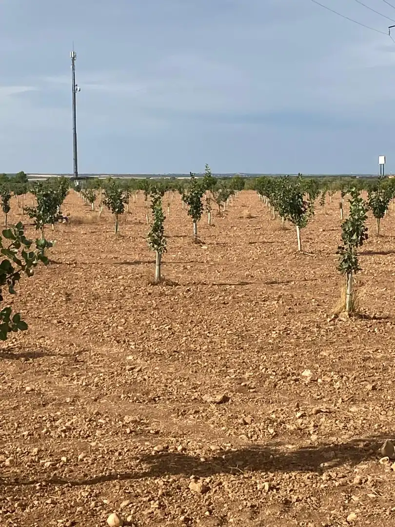 Terreno rustico in vendita a Calle García Pavón, imagen 14