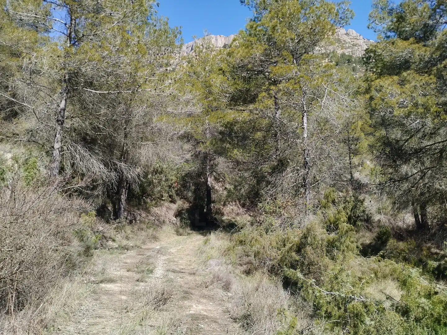 Terreno en venta en La Morera de Montsant