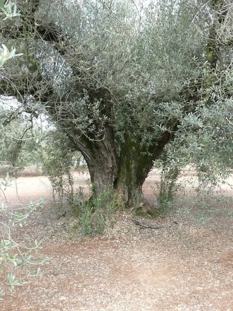 Casa rústica en venta en Ulldecona, imagen 10