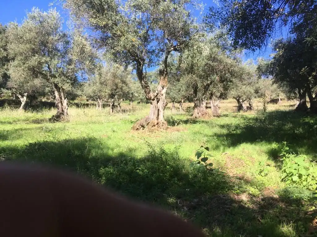 Terreni e lotti in vendita a Jarandilla de la Vera, imagen 11