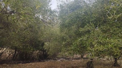 Foto 2 de Terreno en venta en Camino del Cementerio, 17, Jimera de Líbar, Málaga