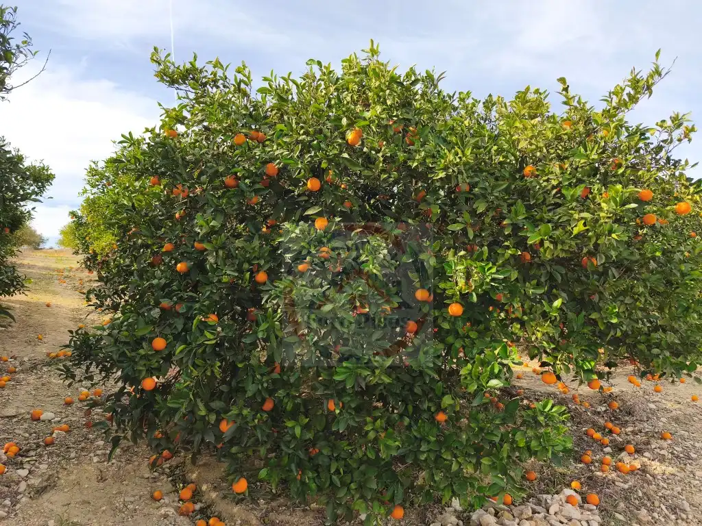 Garden of Residential for sale in La Llosa de Ranes