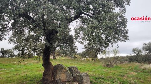 PARCELA RÚSTICA EN PEDROCHE, immagine 5