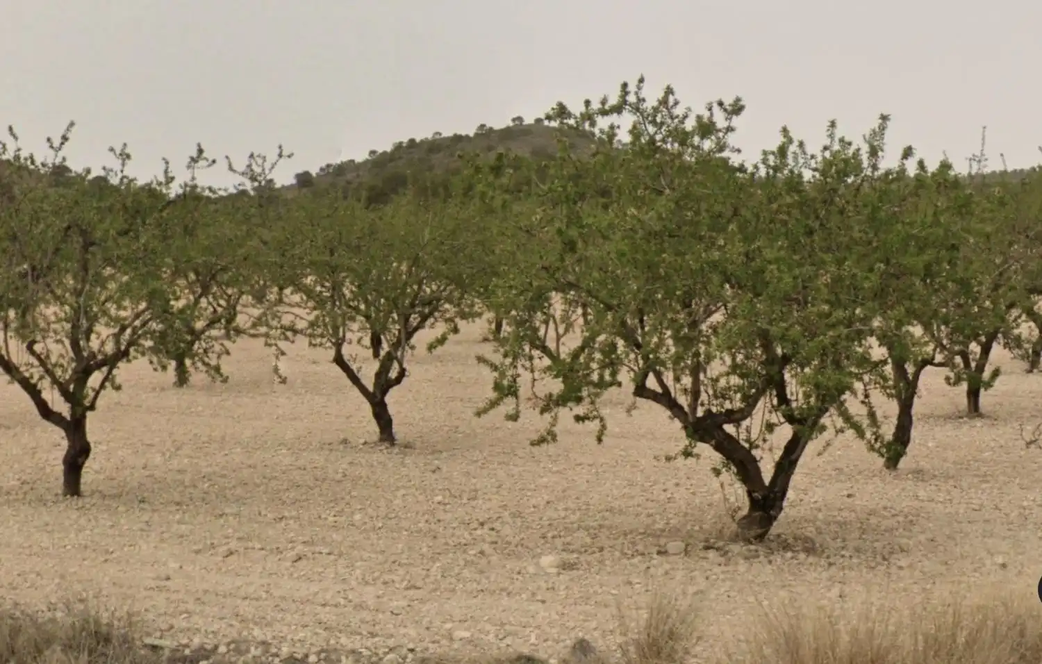 Terreni e lotti in vendita a Tobarra, imagen 3