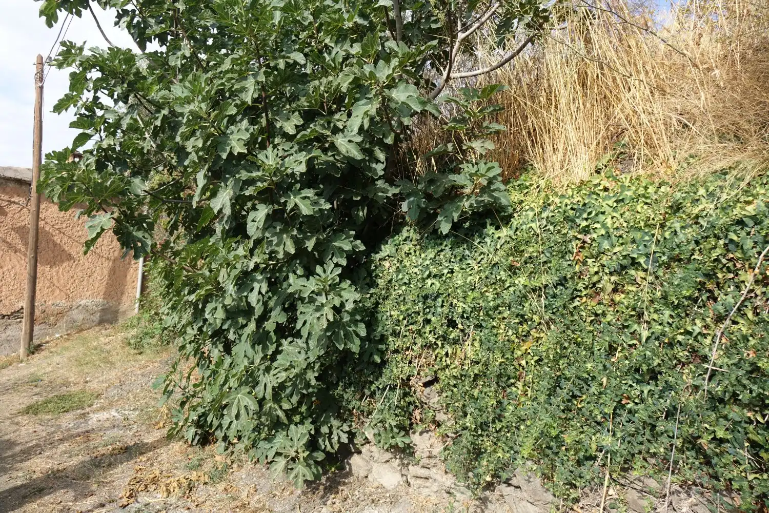 Finca rústica en venta en La Taha