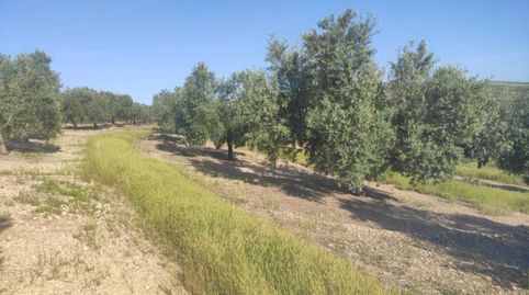 6 FANEGAS OLIVAR DE 1 PIE, immagine 4