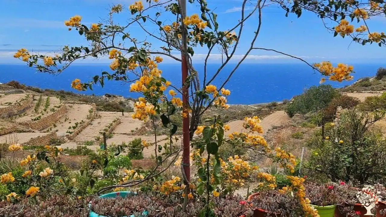 Jardí de Finca rústica en venda en Güímar amb Jardí privat, Terrassa i Moblat