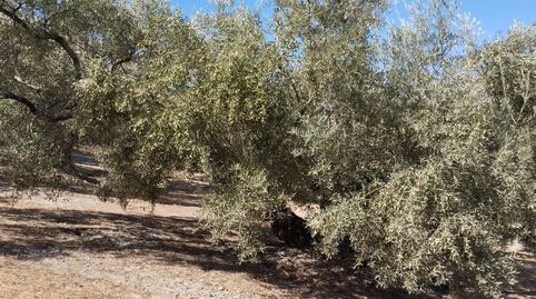OLIVAR ENTRE CABRA Y GAENA, immagine 5