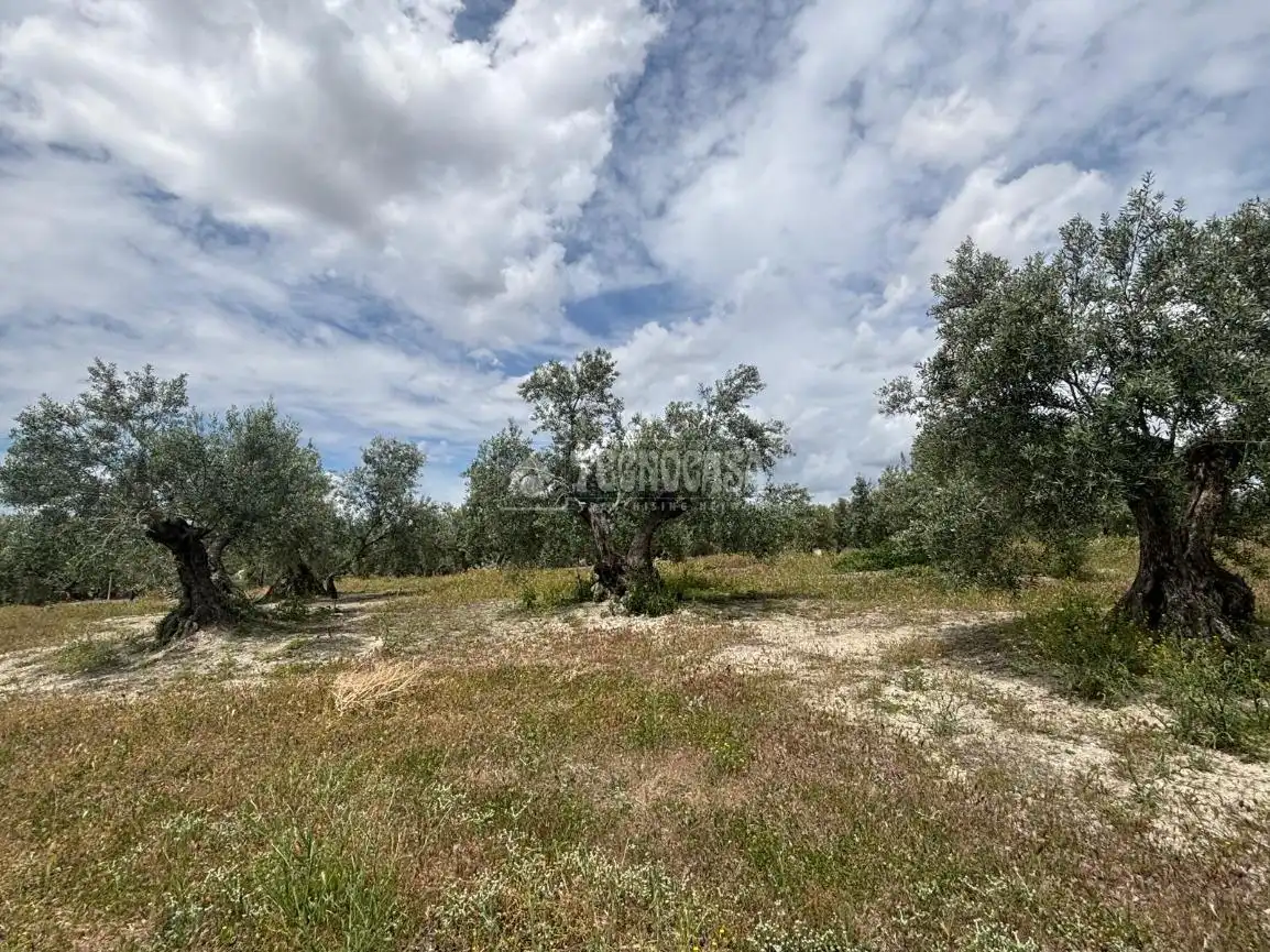 Terreni e lotti in vendita a Torreperogil, imagen 2